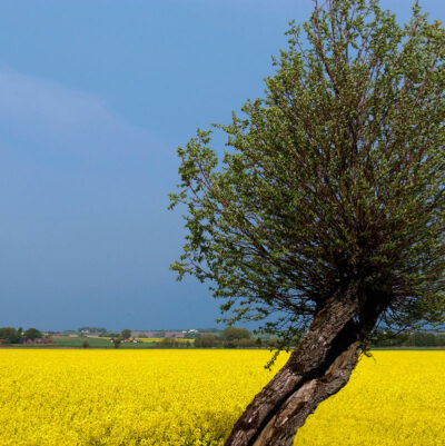 Skåne Food Innovation Network